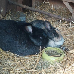 Kaninchen Lenny und Bunte