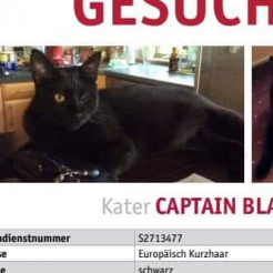 Katze Captain Black