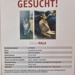 Katze Nala in Euskirchen vermisst 