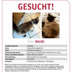 Katze Balou in Bornheim vermisst 