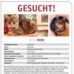 Katze Mimi in Bad Neuenahr-Ahrweiler vermisst 