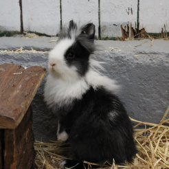 Kaninchen Bonita