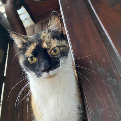 Katze Paula in Bad Neuenahr vermisst 