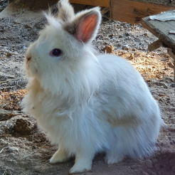 Kaninchen Amy 