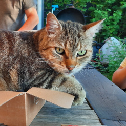 Katze Norbert in Grafschaft vermisst 