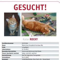 Katze Rocky in Bad Breisig vermisst 
