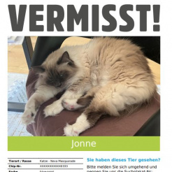 Katze Jonne in Bonn vermisst 