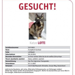 Katze Lotti in Bad Neuenahr-Ahrweiler vermisst 