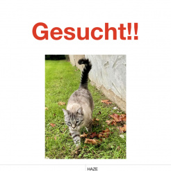 Katze Haze in Bad Neuenahr vermisst