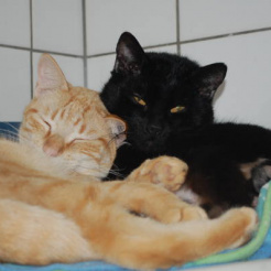 Katze Pablo und Linle