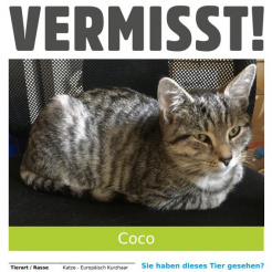 Katze Coco in Leubsdorf vermisst 