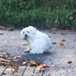Hund Hund in Bad Neuenahr gesichtet