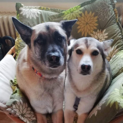 Hund Yuma & Anouka
