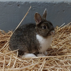 Kaninchen Heinrich
