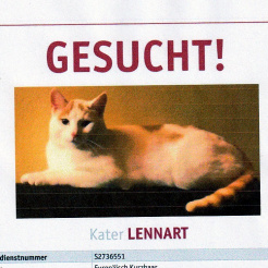 Katze Lennart in Bad Münstereifel vermisst 