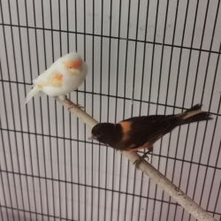 Vogel Kiki und Koko