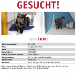 Katze Filou in Oberwinter vermisst 