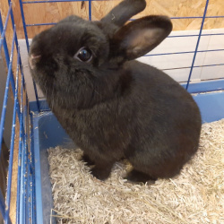 Kaninchen Mini Max