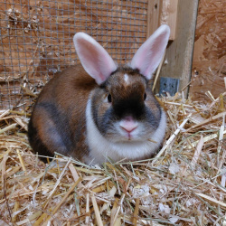 Kaninchen Henriette