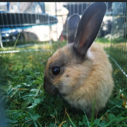 Kaninchen Kaninchen in Unkelbach vermisst
