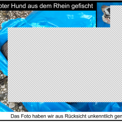 Profilbild von Toter Fundhund Rhein
