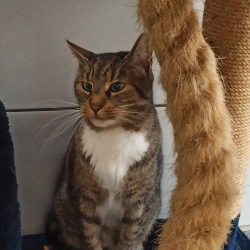Katze Loki