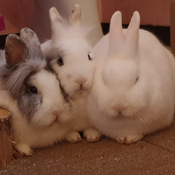 Kaninchen Lilly,  Romy & Kari