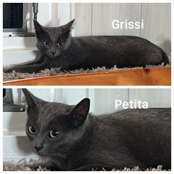 Katze Petita & Grissi