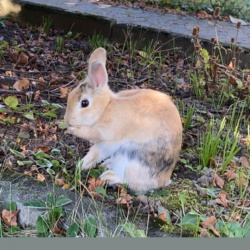 Profilbild von 2 Kaninchen in Remagen vermisst