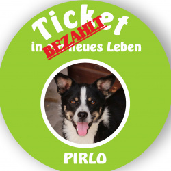 Profilbild von Pirlo