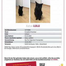 Katze Lulu