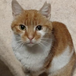 Katze Garfield in Sinzig vermisst 