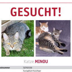 Katze Minou in Burgbrohl vermisst 