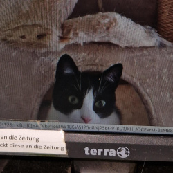 Katze Vermisste Katze in Bad Breisig 