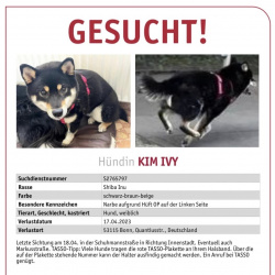 Hund Kim Ivy in Bonn - Bad Godesberg vermisst 