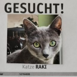 Katze Raki in Bonn vermisst