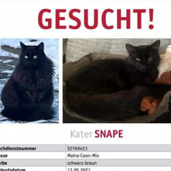 Katze Snape in Wachtberg vermisst