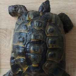Schildkröte Cilia (Fundschildkröte Wirges)