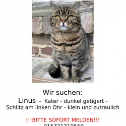 Katze Linus in Wachtberg vermisst 