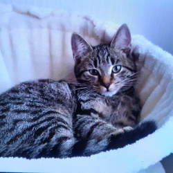Katze Milo in Meckenheim vermisst 