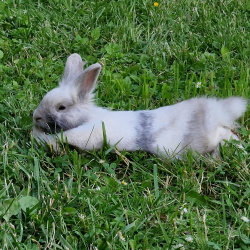 Kaninchen Hoppel