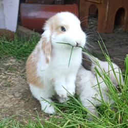 Kaninchen Lisa