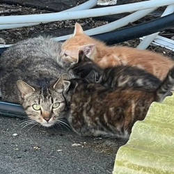 Katze Fundkatze mit 3 Kitten 