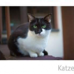 Katze Zoe in Königsfeld vermisst 