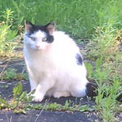 Katze Strippi in Meckenheim vermisst 