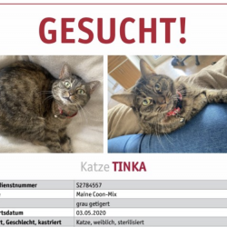 Katze Tinka in Bonn vermisst