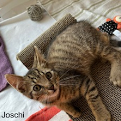 Katze Joschi