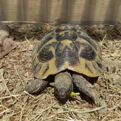 Schildkröte Oogway