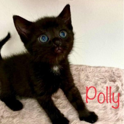 Profilbild von Polly