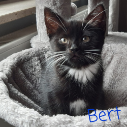 Katze Bert